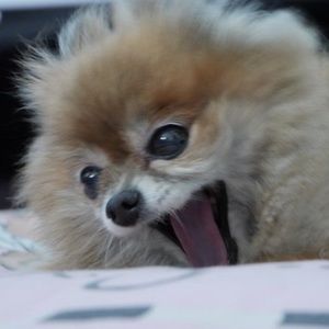 Meet your Posher, Lynn